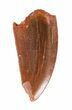 Serrated Raptor Tooth - Morocco #62189-1